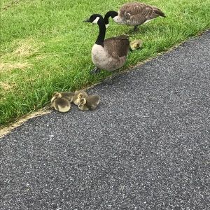 Meet your Posher, Dana